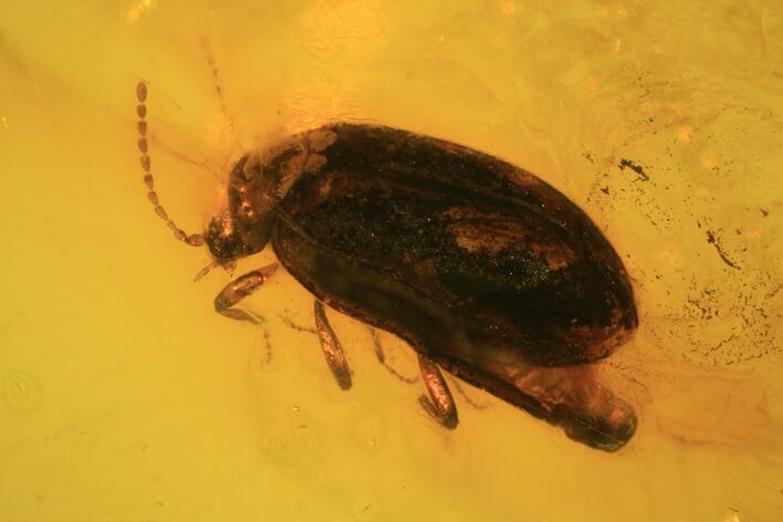 Detailed Fossil Beetle (Coleoptera) In Baltic Amber #105452